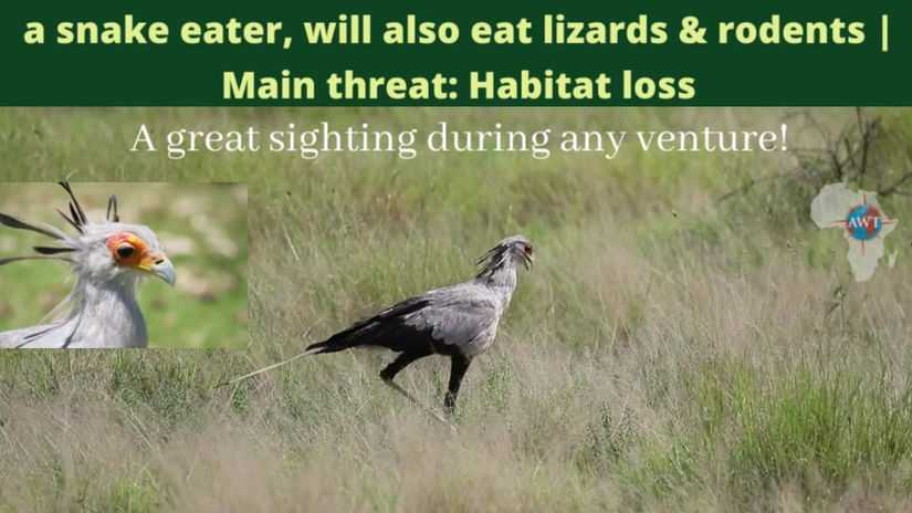 Secretary Bird